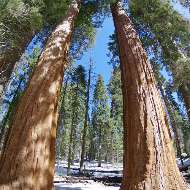 Sequoia National Park – CA