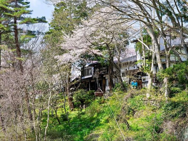 Cherry Blossoms + Cliffside