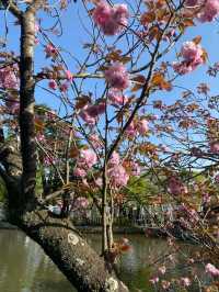 Yoyogi Park: Tokyo’s Cherry Blossom Oasis