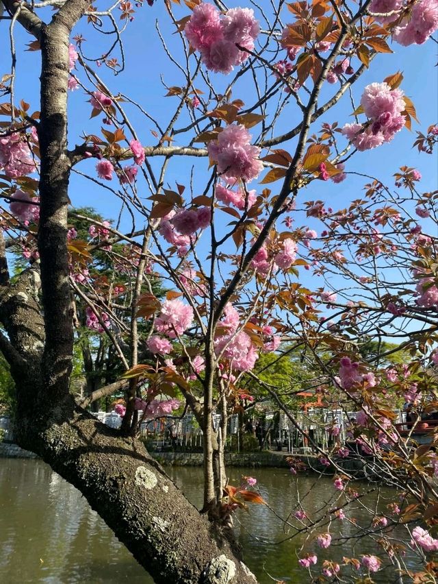 Yoyogi Park: Tokyo’s Cherry Blossom Oasis