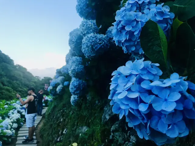 台北｜陽明山繡球花季起跑 一個月花期限定絕美花海