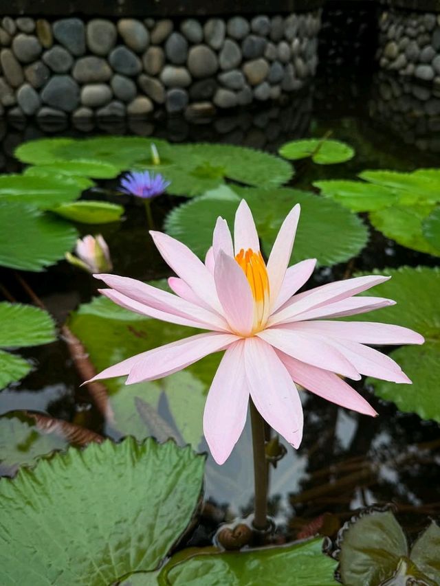 🌞 Pure Joy in the Jungle – Fun & Bliss at Four Seasons Ubud