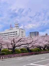 Where Books Meet Blossoms: A Quiet Spring Escape at Saga Prefecture Library