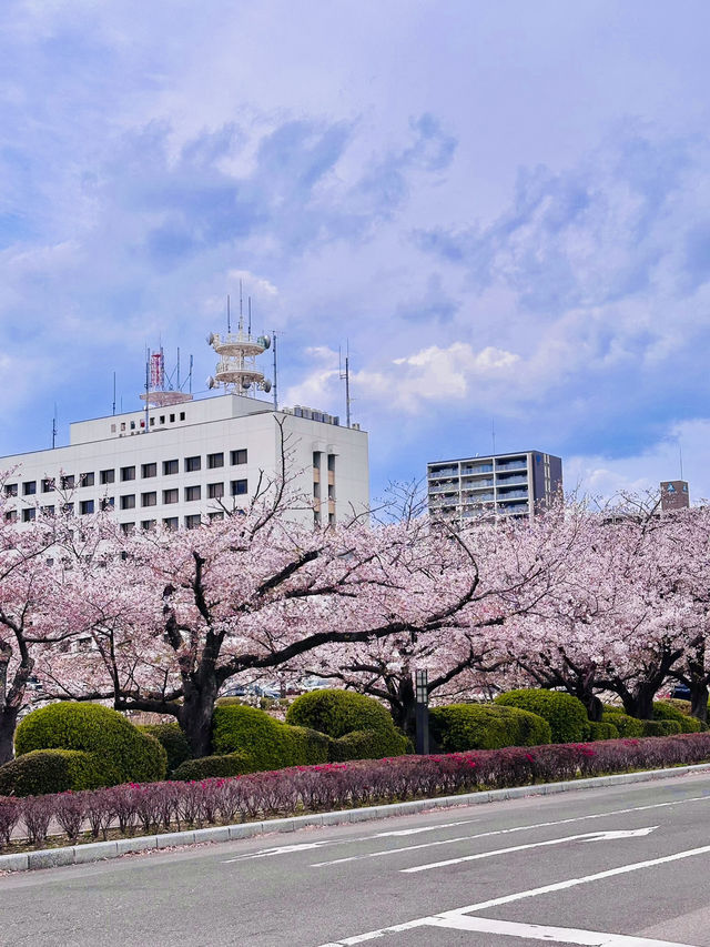 Where Books Meet Blossoms: A Quiet Spring Escape at Saga Prefecture Library