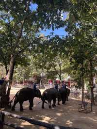 A Day with Elephants in Lampang