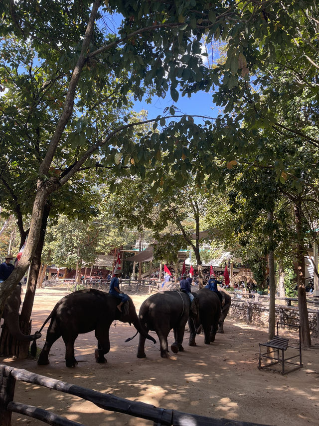 A Day with Elephants in Lampang