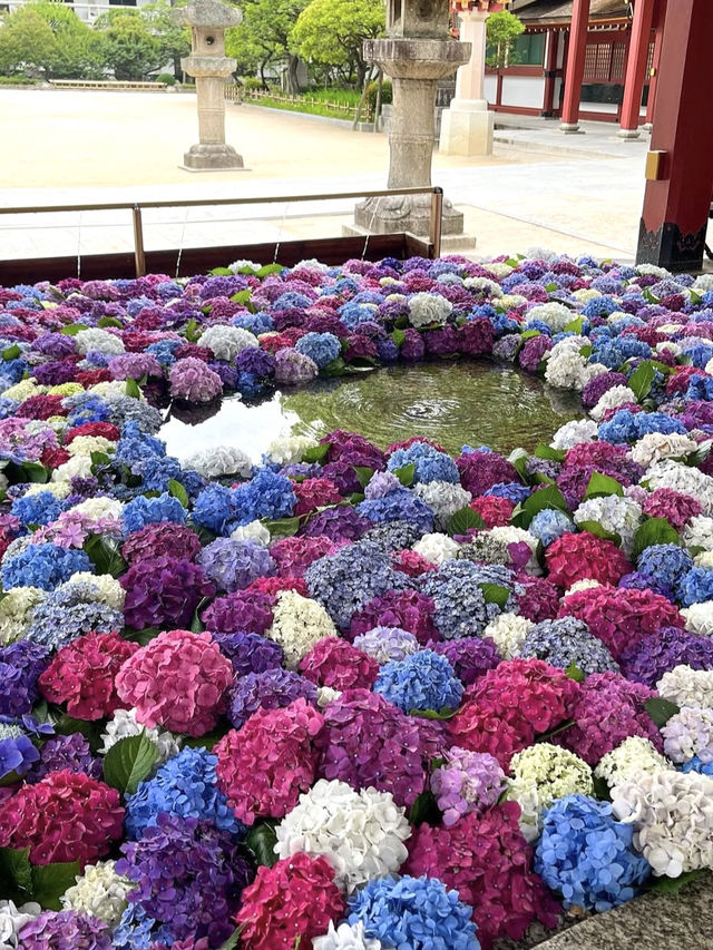 【福岡観光】色とりどりの紫陽花が浮かぶ花手水❁⃘