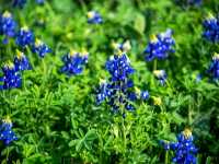 Spring Stirs in the City – Mayfield Park in Bloom