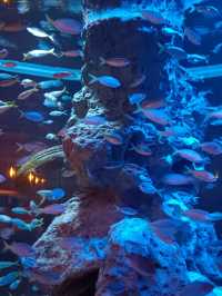 Sea Shell Aquarium Phu Quoc
