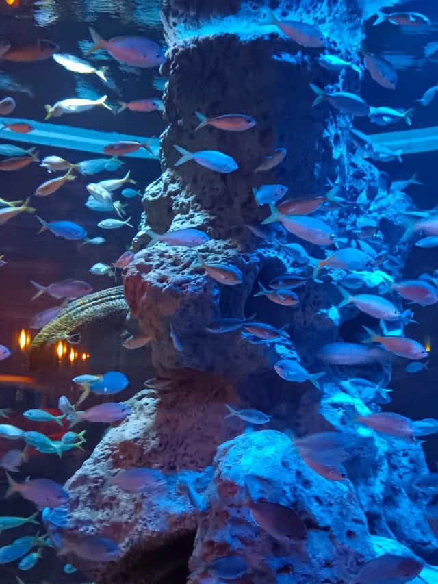 Sea Shell Aquarium Phu Quoc