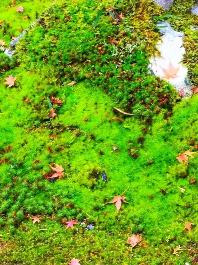 Sanzen-in – A Hidden Temple Garden in the Hills of Ohara
