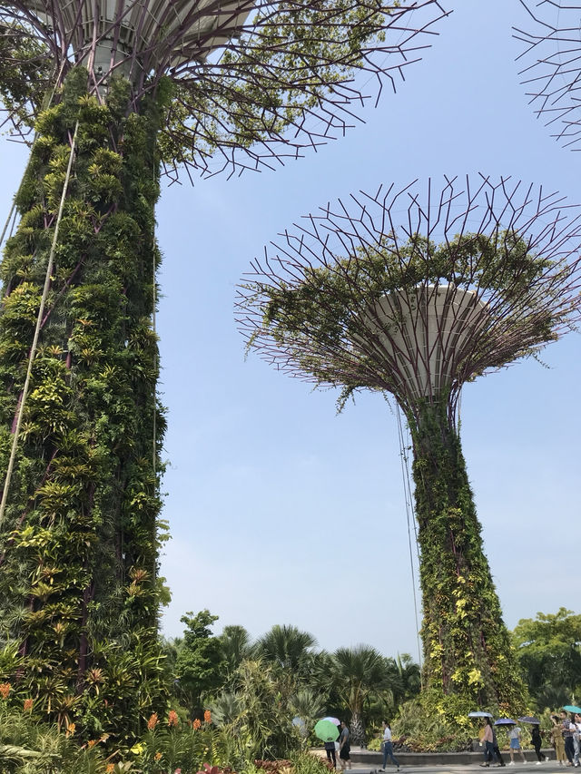 濱海灣花園必看「擎天樹」叢林🌲每棵都有16層樓高🤩