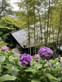 🏯【神奈川・長谷寺】四季を感じる花の名刹で、鎌倉時間をゆったりと