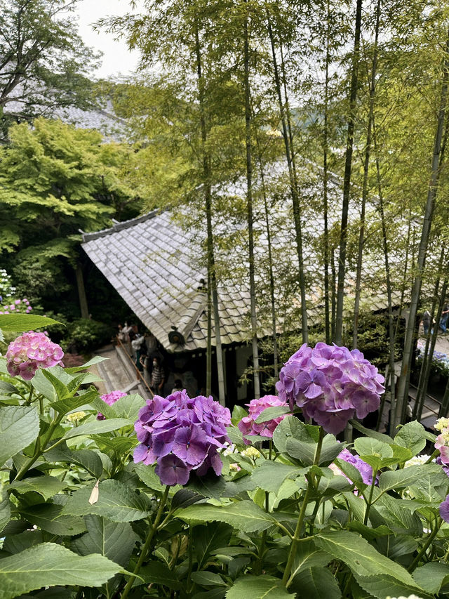 🏯【神奈川・長谷寺】四季を感じる花の名刹で、鎌倉時間をゆったりと