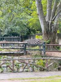 🌿🔥 走入野生奇蹟！綠山動物園大冒險！🌴🐘 🔥🌿