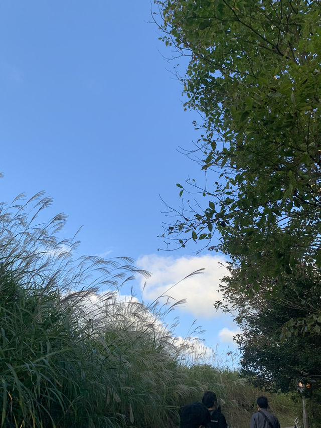 【奈良🇯🇵】曽爾高原で秋の絶景を🍂