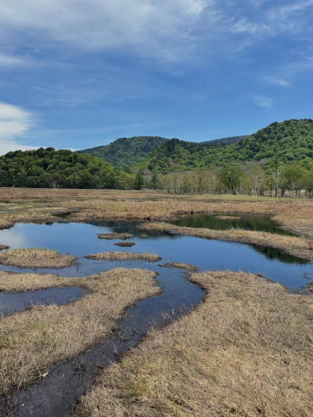【尾瀬国立公園】湿原と高山植物に癒される、静寂のハイキング旅