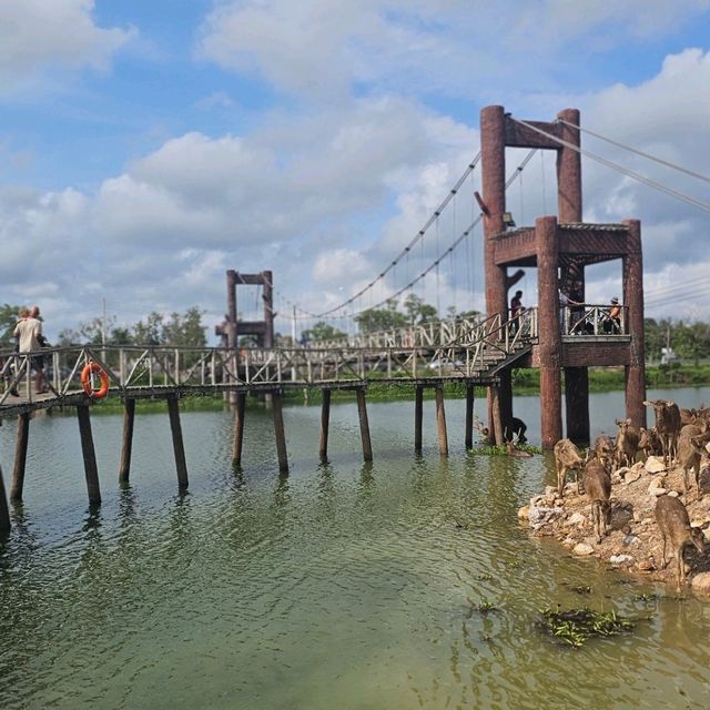 สะพานชมกวาง