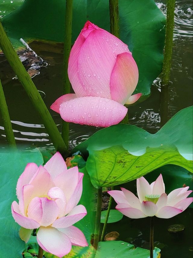 少眾深圳萬景樓