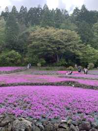 芝桜の花のじゅうたん❤️