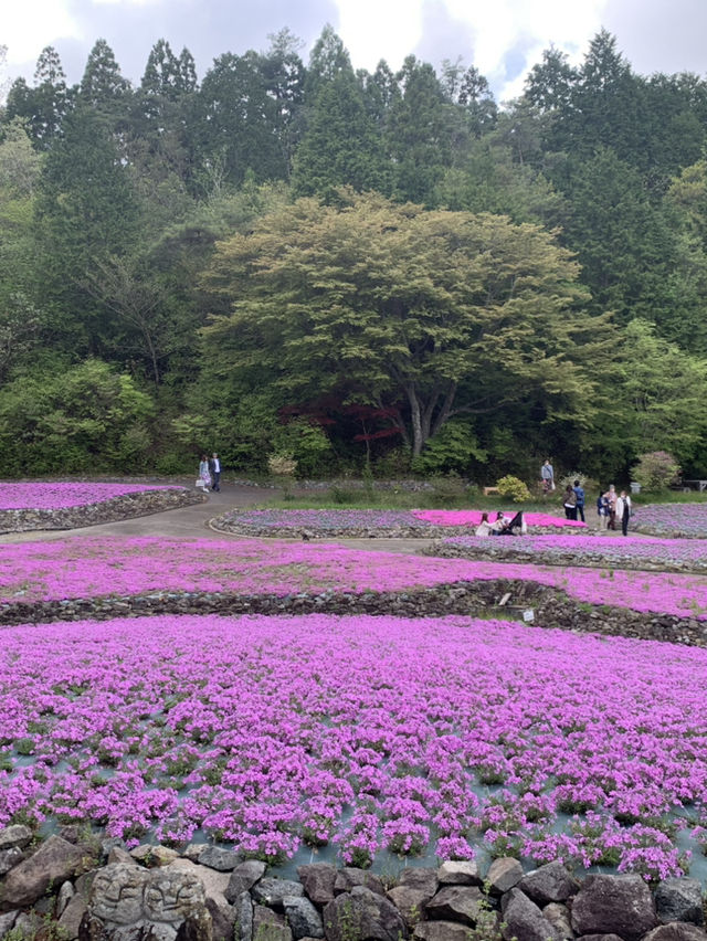 芝桜の花のじゅうたん❤️