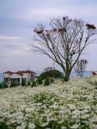 Flower-Filled Bliss in Hongseong