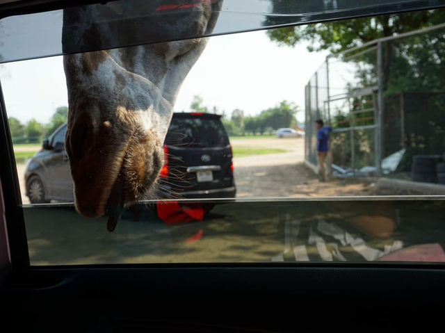 Safari Park Kanchanaburi | ซาฟารีปาร์ค กาญจนบุรี