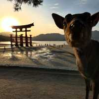 ⛰️ Mount Misen Summer Survival Guide