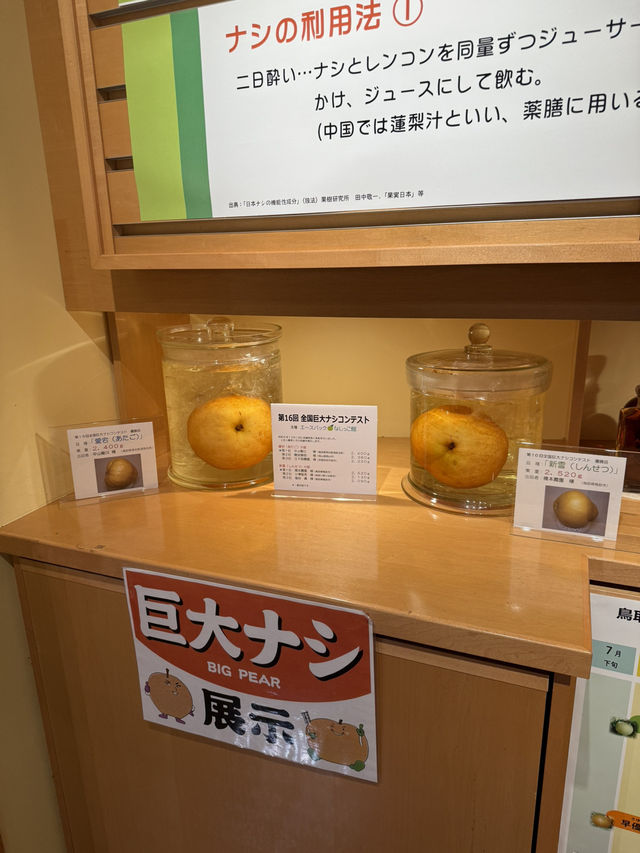 鳥取-二十世紀梨紀念館