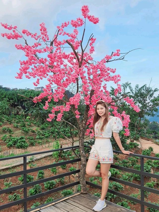 สะพานไม้ไผ่ผาฮี้ 