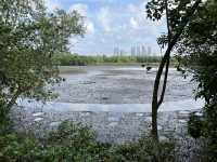 🌿 Morning Escape to Nature at Sungei Buloh Wetland Reserve 🐊🦅🌞