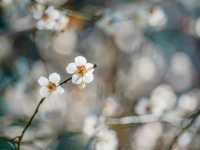 🌸 Arai Joshi Koen – Cherry Blossoms & Sea Views in Manazuru