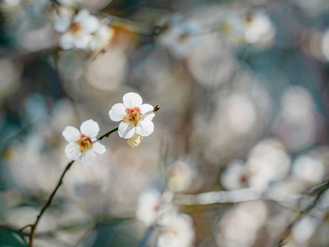 🌸 Arai Joshi Koen – Cherry Blossoms & Sea Views in Manazuru