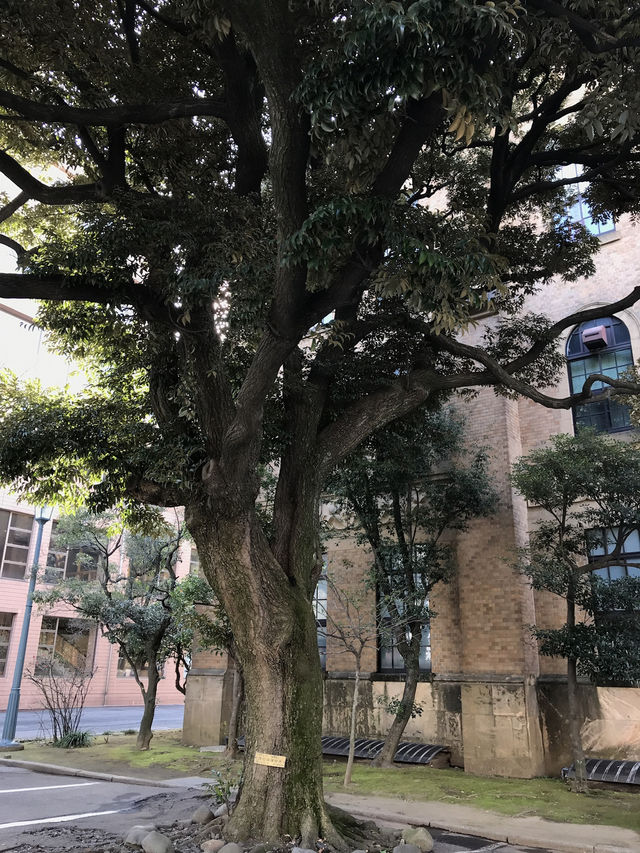 【東京田町 慶應大学三田キャンパスと慶應仲通り商店街】