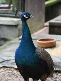 Did You Know?Your Birthday=FREE Entry To Zoo Negara!