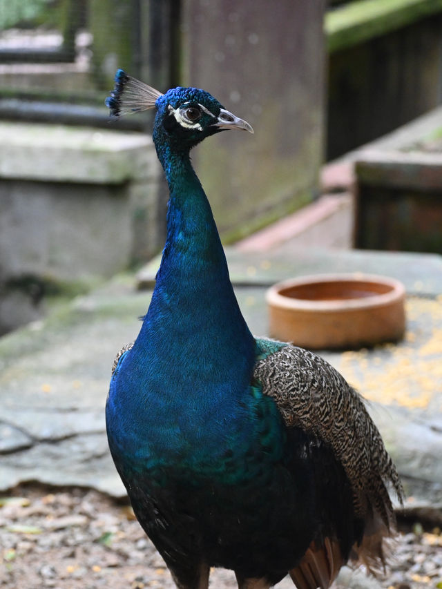 Did You Know?Your Birthday=FREE Entry To Zoo Negara!
