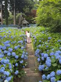 Hydrangea Heaven: A Summer Pilgrimage to Oga's Blue Temple