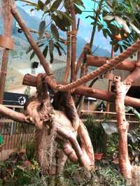 🎡🌊 Ocean Park Hong Kong – Thrills, Views 