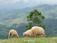 🌿 Akha Farm ดอยช้าง – ฟาร์มแกะสุดอบอุ่น 🐑