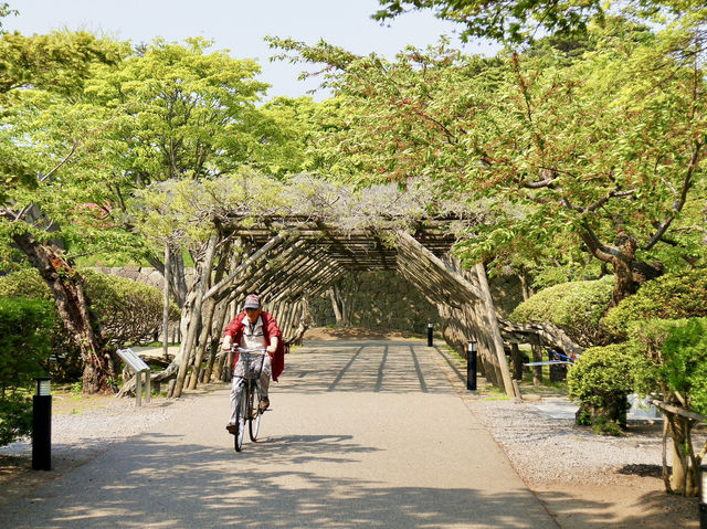 🌸 Walking Through History: A Peaceful Stroll at Goryōkaku Park