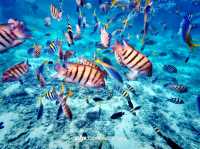 Summer Escape to Redang Marine & Chagar Turtle Sanctuary Park