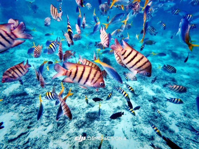 Summer Escape to Redang Marine & Chagar Turtle Sanctuary Park