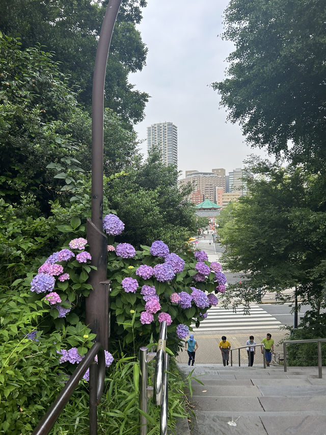 สวนอุเอโนะ (Ueno Park)