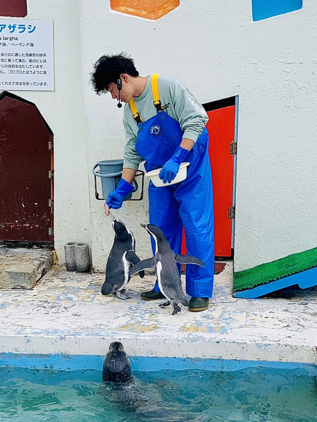 작아도 있을 건 다 있어 노샷푸 한류 수족관🐧 & 왓카나이 청소년 과학관