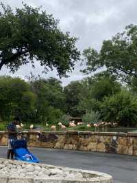 🌊🐬 SeaWorld San Antonio สนุก ครบ จบที่เดียว