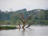 Bird common sightings