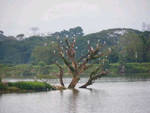 Bird common sightings