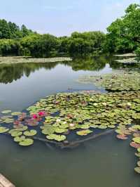 Three Pools Mirroring the Moon – West Lake’s Enchanted Island