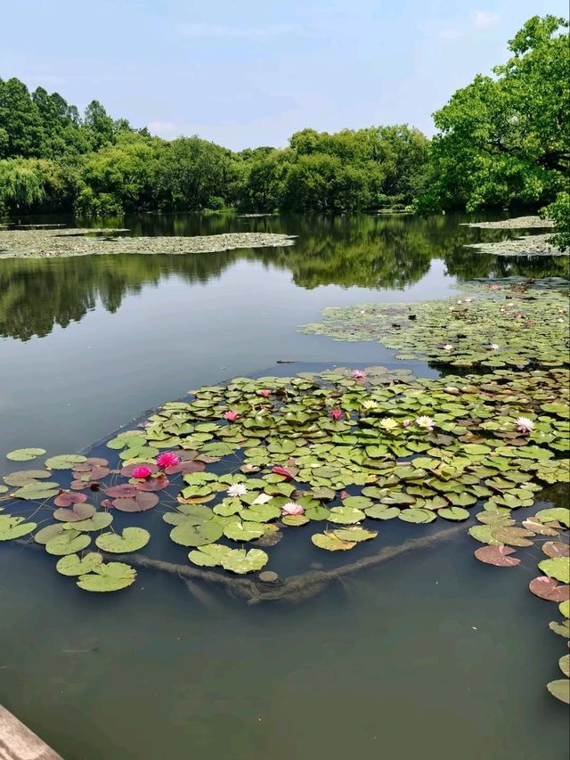 Three Pools Mirroring the Moon – West Lake’s Enchanted Island