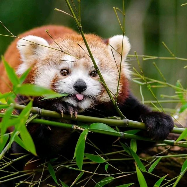 “Bamboo Sanctuary: Where Pandas Play in Nature’s Embrace”